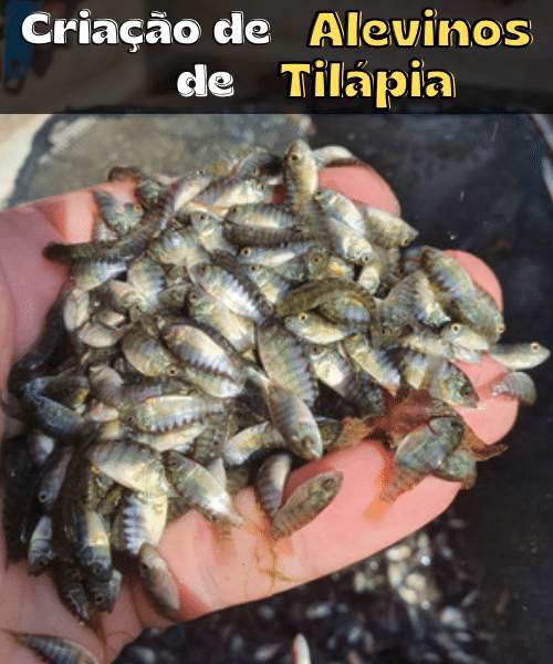 Alevinos de Tilapia