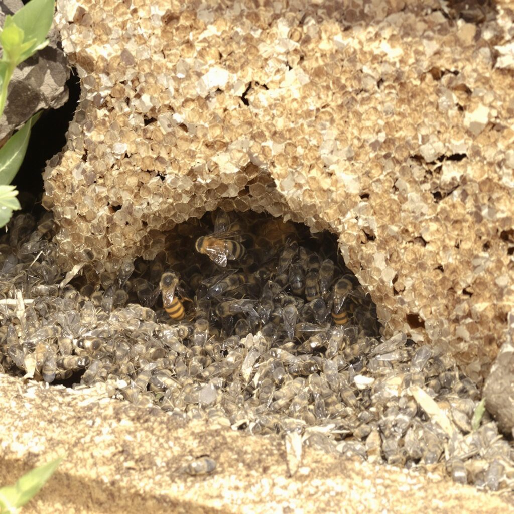 Abelhas Arapuá (pequena e preta) protegendo entrada da colmeia