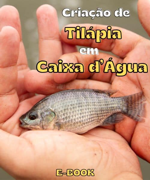 Criação de Tilápia em Caixa d'Água