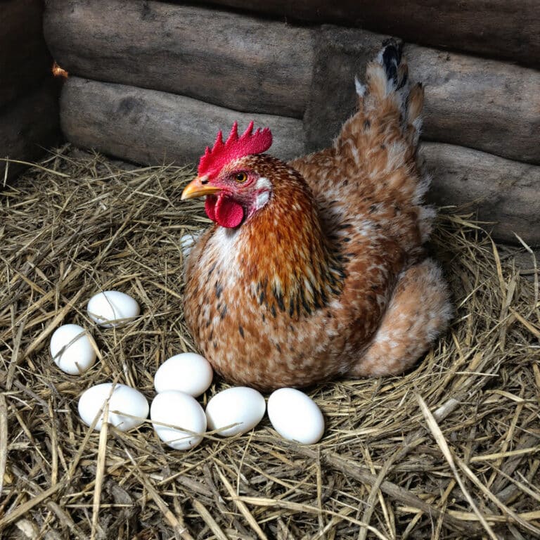 Galinha Embrapa 51 botando ovos em um ninho de palha.