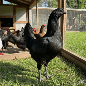 Ayam Cemani