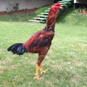 Galo Índio Gigante