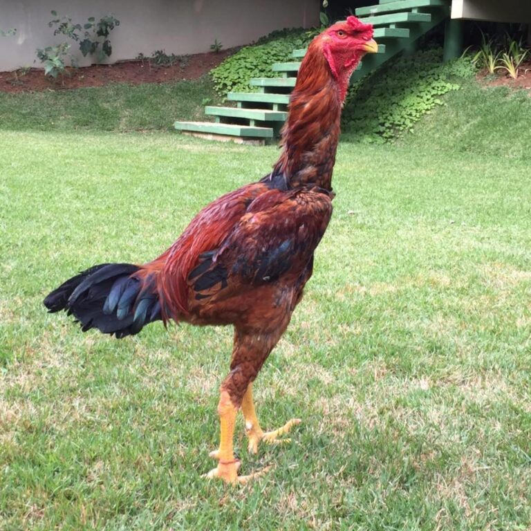 Galo Índio Gigante