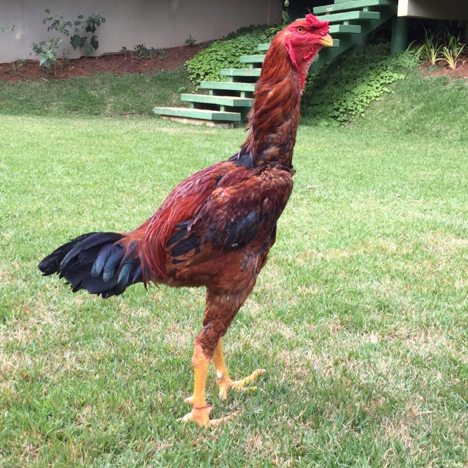 Galo Índio Gigante