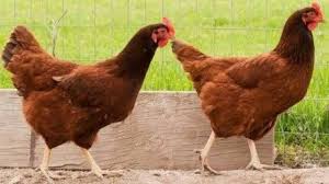 galinha Embrapa 51 começa a botar