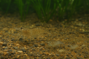 crescimento do camarão pitu