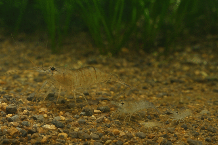 crescimento do camarão pitu